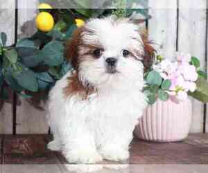 Shih Tzu Puppy for sale in MOUNT VERNON, OH, USA