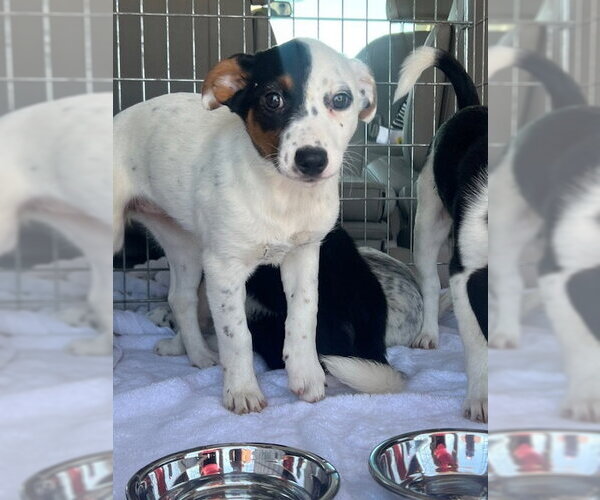 Medium Photo #2 Australian Shepherd-Unknown Mix Puppy For Sale in Techny, IL, USA