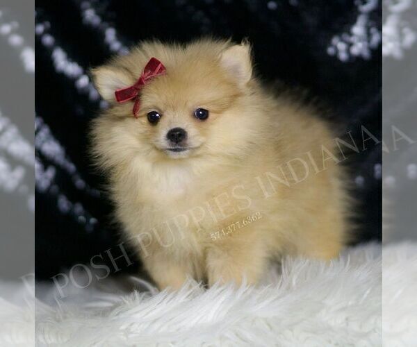 Medium Photo #75 Pomeranian Puppy For Sale in WARSAW, IN, USA