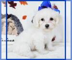 Small Photo #4 Maltipoo Puppy For Sale in TAYLOR, TX, USA