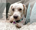 Small Poodle (Miniature) Mix