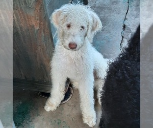 Labradoodle Puppy for sale in TYRONE, PA, USA