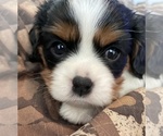 Small Photo #1 Cavalier King Charles Spaniel Puppy For Sale in LONG BEACH, CA, USA