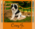 Image preview for Ad Listing. Nickname: Casey Jr
