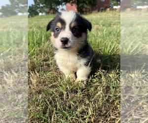 Medium Pembroke Welsh Corgi