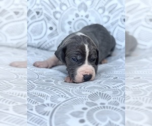 Great Dane Puppy for sale in MARSHVILLE, NC, USA