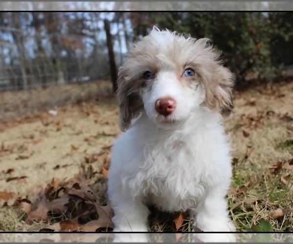 Medium Photo #1 ShihPoo Puppy For Sale in CARLYLE, IL, USA