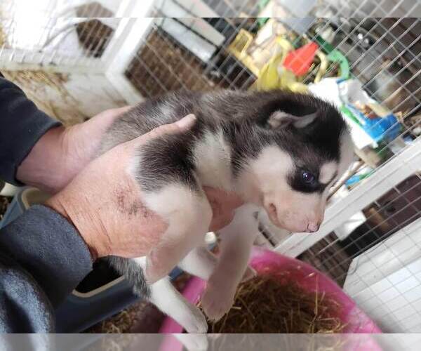 Medium Photo #1 Siberian Husky Puppy For Sale in SALEM, IL, USA
