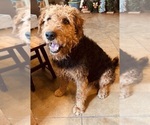 Small Photo #1 Airedale Terrier Puppy For Sale in GILMER, TX, USA
