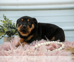 Small Photo #22 Rottweiler Puppy For Sale in BRYANT, IN, USA