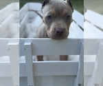 Small #4 American Bully