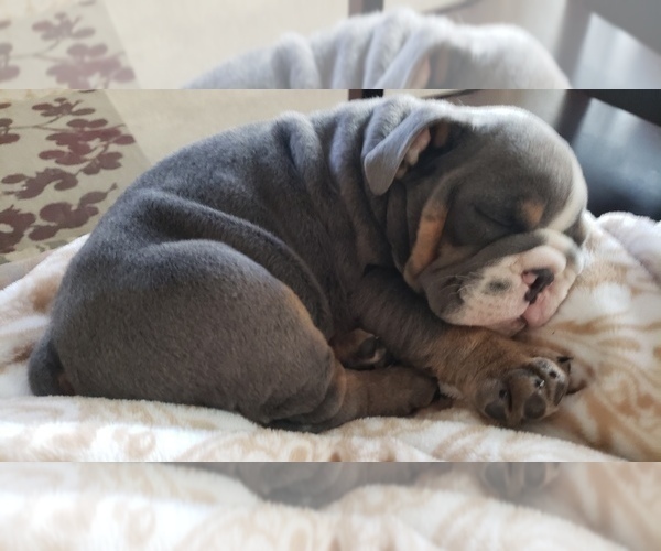 Medium Photo #6 English Bulldog Puppy For Sale in BAYVILLE, NJ, USA