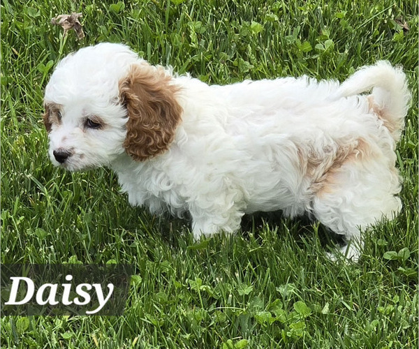 Medium Photo #25 Cavapoo Puppy For Sale in BATESVILLE, IN, USA