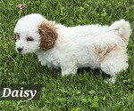 Small Photo #25 Cavapoo Puppy For Sale in BATESVILLE, IN, USA