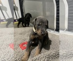 Small #2 Doberman Pinscher