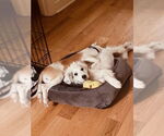 Small #1 Great Pyrenees