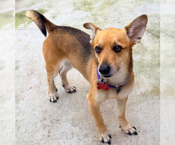 Medium Photo #4 Chihuahua-Unknown Mix Puppy For Sale in San Diego, CA, USA