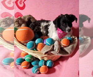 Dumpling - Female Colonial Cocker Spaniel-Poodle (Miniature) Mix Dog for Adoption - Photo #5