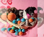 Small Photo #5 Colonial Cocker Spaniel-Poodle (Miniature) Mix Puppy For Sale in Fresno, CA, USA