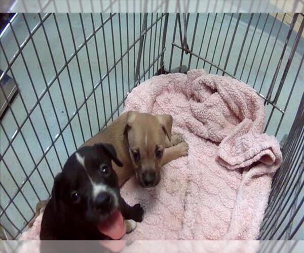 Medium Photo #1 Mutt Puppy For Sale in Tulsa, OK, USA