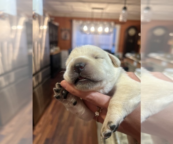 Medium Photo #7 Labrador Retriever Puppy For Sale in LOUISBURG, NC, USA