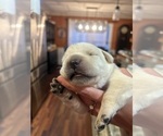 Small #6 Labrador Retriever