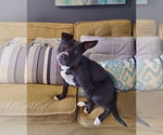 Small #2 American Pit Bull Terrier Mix