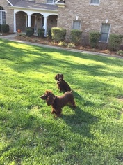 Father of the Boykin Spaniel puppies born on 11/03/2017