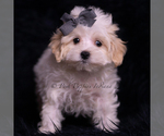 Small Photo #83 Maltipoo (Miniature) Puppy For Sale in WARSAW, IN, USA