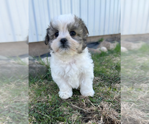 Zuchon Puppy for sale in FAIRBANK, IA, USA
