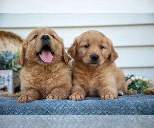 Golden Retriever Litter for sale in NAPPANEE, IN, USA