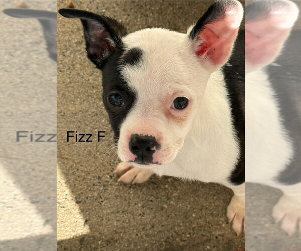 Medium Photo #1 Boston Terrier Puppy For Sale in Studio City, CA, USA