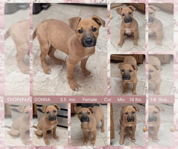 Medium Photo #1 Mutt Puppy For Sale in Mesa, AZ, USA