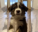 Small Photo #5 Australian Shepherd Puppy For Sale in EXETER, MO, USA