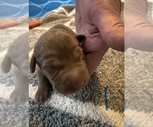 Labrador Retriever Puppy for sale in OSYKA, MS, USA