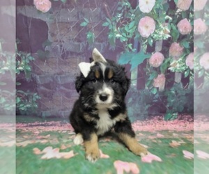 Australian Shepherd Puppy for sale in INDIANAPOLIS, IN, USA