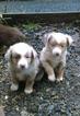Small Photo #1 Miniature Australian Shepherd Puppy For Sale in SCAPPOOSE, OR, USA