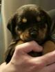 Small Photo #3 Rottweiler Puppy For Sale in POTTSBORO, TX, USA