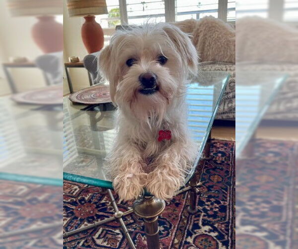 Medium Photo #2 Maltipoo (Miniature) Puppy For Sale in San Diego, CA, USA
