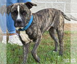 Small #3 Mutt