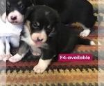 Small Photo #13 Cowboy Corgi Puppy For Sale in SUMMERVILLE, GA, USA
