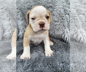 Olde English Bulldogge Puppy for sale in BEECH GROVE, IN, USA