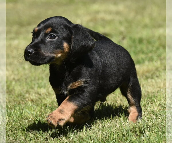 Medium Photo #2 Dachsador Puppy For Sale in Mechanicsburg, PA, USA