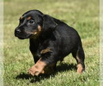 Small #1 Dachsador