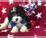 Small Photo #3 Cockalier-Poodle (Miniature) Mix Puppy For Sale in EAST EARL, PA, USA