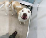 Small #1 Labrador Retriever Mix