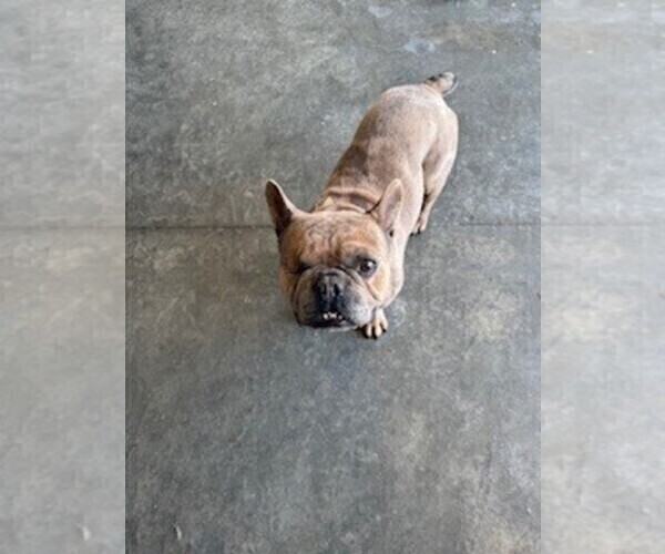 Medium Photo #1 French Bulldog Puppy For Sale in WAMEGO, KS, USA