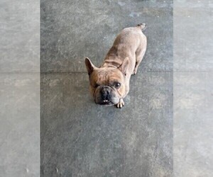 Father of the French Bulldog puppies born on 05/23/2025