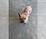 Small Photo #1 French Bulldog Puppy For Sale in WAMEGO, KS, USA