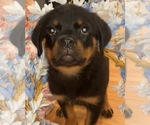 Small #3 Rottweiler